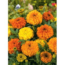 Marigold Meksiko "Colando" - varietas yang tumbuh rendah; Marigold Aztec - 