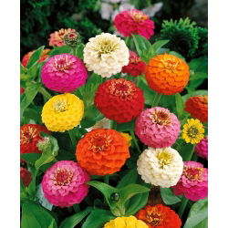 Dvergzinnia "Pepito" - dobbeltblomstret utvalg - 