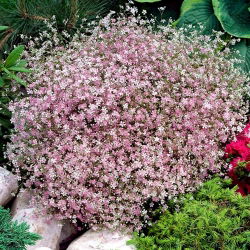 Kriechende Gipskraut - Rosa- Samen - Gypsophila repens -Samen