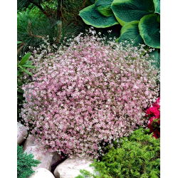 Kriechende Gipskraut - Rosa- Samen - Gypsophila repens -Samen