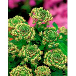 Mignonette taman bunga merah; mignonette umum - 