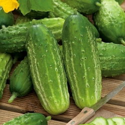 Краставица "Edyp F1" - NANO-GRO - увеличаване на обема на реколтата с 30% - 