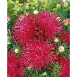 Áster de pétala de agulha - rosa escuro - 