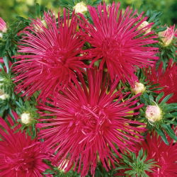 Aster kelopak jarum - merah jambu gelap - 