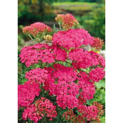 Řebříček obecný - tmavě růžový - Achillea millefolium - Trvalka, magnet pro opylovače - Čerstvá semena