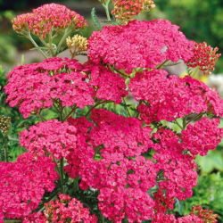 Řebříček obecný - tmavě růžový - Achillea millefolium - Trvalka, magnet pro opylovače - Čerstvá semena