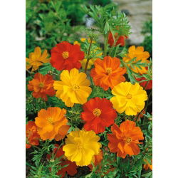 Sulphur cosmos "Bright Light"; cosmos amarelo - 
