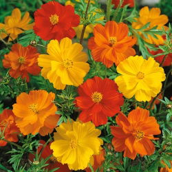 Sulphur cosmos "Bright Light"; cosmos amarelo - 