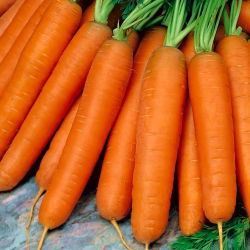 Wortel Nantes 5 - Fanta - varietas awal sedang - 