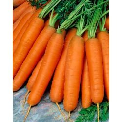 Wortel Nantes 5 - Fanta - varietas awal sedang - 