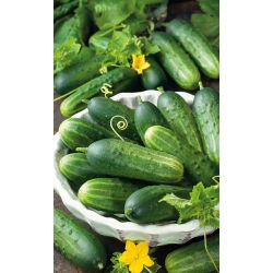 Cucumber - Śremski Nowy F1 - High-Yield Variety for Pickling - Fresh Seeds