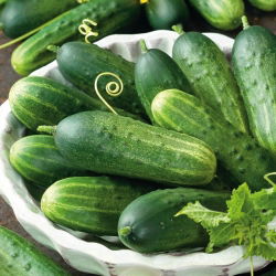 Cucumber - Śremski Nowy F1 - High-Yield Variety for Pickling - Fresh Seeds
