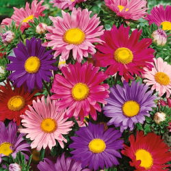Campuran varietas aster berbunga tunggal - 