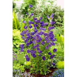Lonceng Canterbury Biru - 