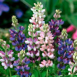 Ljetni lupin Pixie Delight - godišnji; zapadni lupin - 