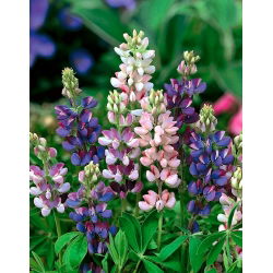 Ljetni lupin Pixie Delight - godišnji; zapadni lupin - 