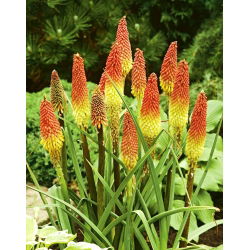 Tritoma, Red Hot Poker - Kniphofia uvaria - Striking Torch-Like Blooms in Fiery Colours - Fresh Seeds