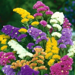 Hạt hỗn hợp Statice - Limonium sinuatum - 105 hạt