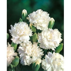 Cravo branco "Grenadin"; cravo rosa - 