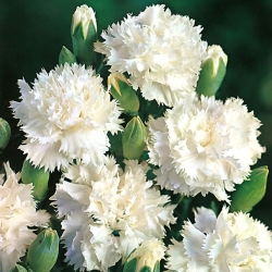 Cravo branco "Grenadin"; cravo rosa - 
