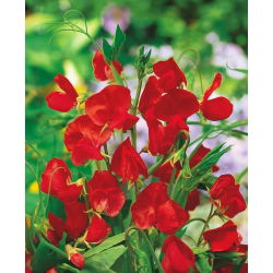 Guisante dulce escarlata - 
