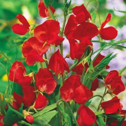 Guisante dulce escarlata - 