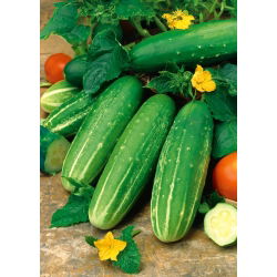 Field salad cucumber Delikatess