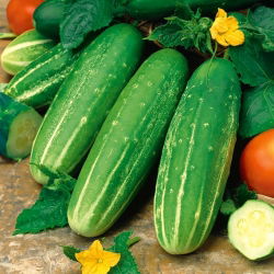 Field salad cucumber Delikatess