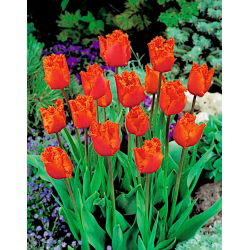 Tulipán 'Noranda' - nagy csomag - 50 db.