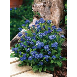 Navy blue forget-me-not "Indigo"