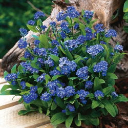 Navy blue forget-me-not "Indigo"