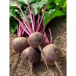 Червено цвекло "Detroit 2" - NANO-GRO - увеличаване на обема на реколтата с 30%
