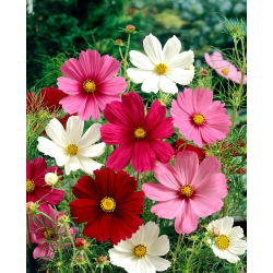 Cosmos "Sensation" - mistura de variedades - 