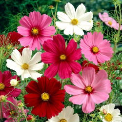 Cosmos "Sensation" - mistura de variedades - 