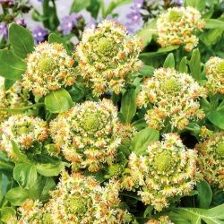 Mignonette taman bunga merah; mignonette umum - 