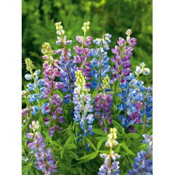 Kesälupiini Pixie Delight - vuosittainen; Länsi-lupiini - 