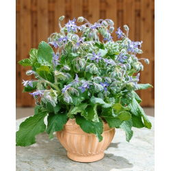 Borraja - Borago officinalis - Hierba medicinal con poderes relajantes - Semillas frescas