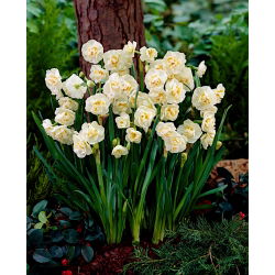 Double scented daffodil, narcissus  - 'Bridal Crown' - large package - 50 pcs