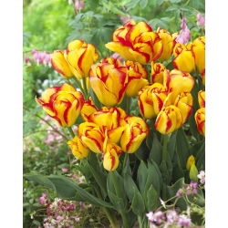 Tulip 'Outbreak' - nagy csomag - 50 db.
