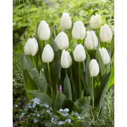 Tulipan 'White Prince' - stor pakke - 50 stk.