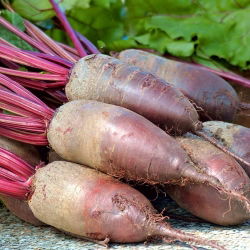 Червено цвекло "Opolski" - NANO-GRO - увеличаване на обема на реколтата с 30% - 