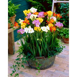 Frezie cu o singură floare - amestec de varietăți de culori - pachet XXXL! - 500 buc.