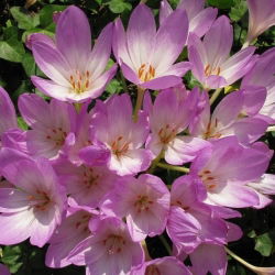 Açafrão de outono - 'Lilac Wonder' - embalagem grande - 10 unidades; açafrão do prado, senhora nua