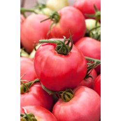 Домат "Малиново родео" - NANO-GRO - увеличава обема на реколтата с 30% - 
