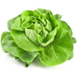 Маруля "Butterhead" "Queen of May" - NANO-GRO - увеличава обема на реколтата с 30% - 