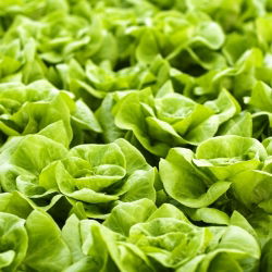 Маруля "Butterhead" "Queen of May" - NANO-GRO - увеличава обема на реколтата с 30% - 