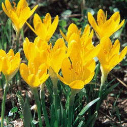 Narciso de inverno - embalagem XXXL! - 50 pcs.; Narciso de outono, Narciso de outono, Lírio-do-campo, açafrão de outono amarelo