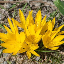 Narciso de inverno - embalagem XXXL! - 50 pcs.; Narciso de outono, Narciso de outono, Lírio-do-campo, açafrão de outono amarelo