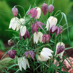 Slangehodefritillary - XXXL-pakke! - 250 stk; sjakkblomst, froskebeger, perlehøneblomst, perleblomst, spedalsk lilje, lazarusklokke, rutete lilje, rutete påskelilje, hengende tulipan, fritillary