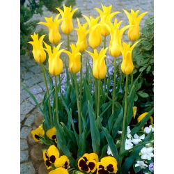 Tulip 'West Point' - nagy csomag - 50 db.